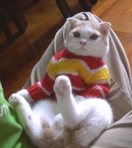 cat_holding_stuart_bb12